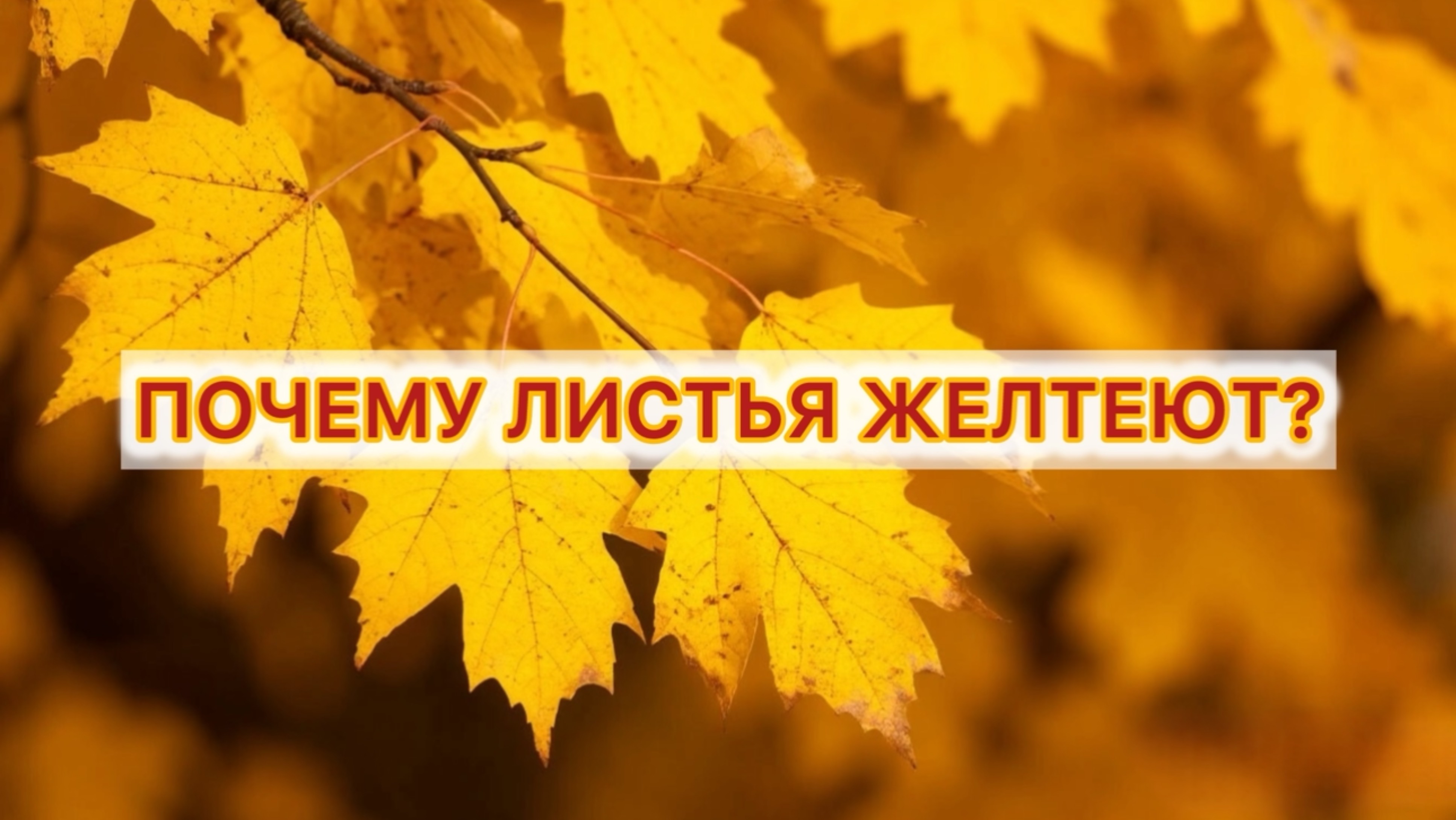 Почему желтеют листья обучение для детей