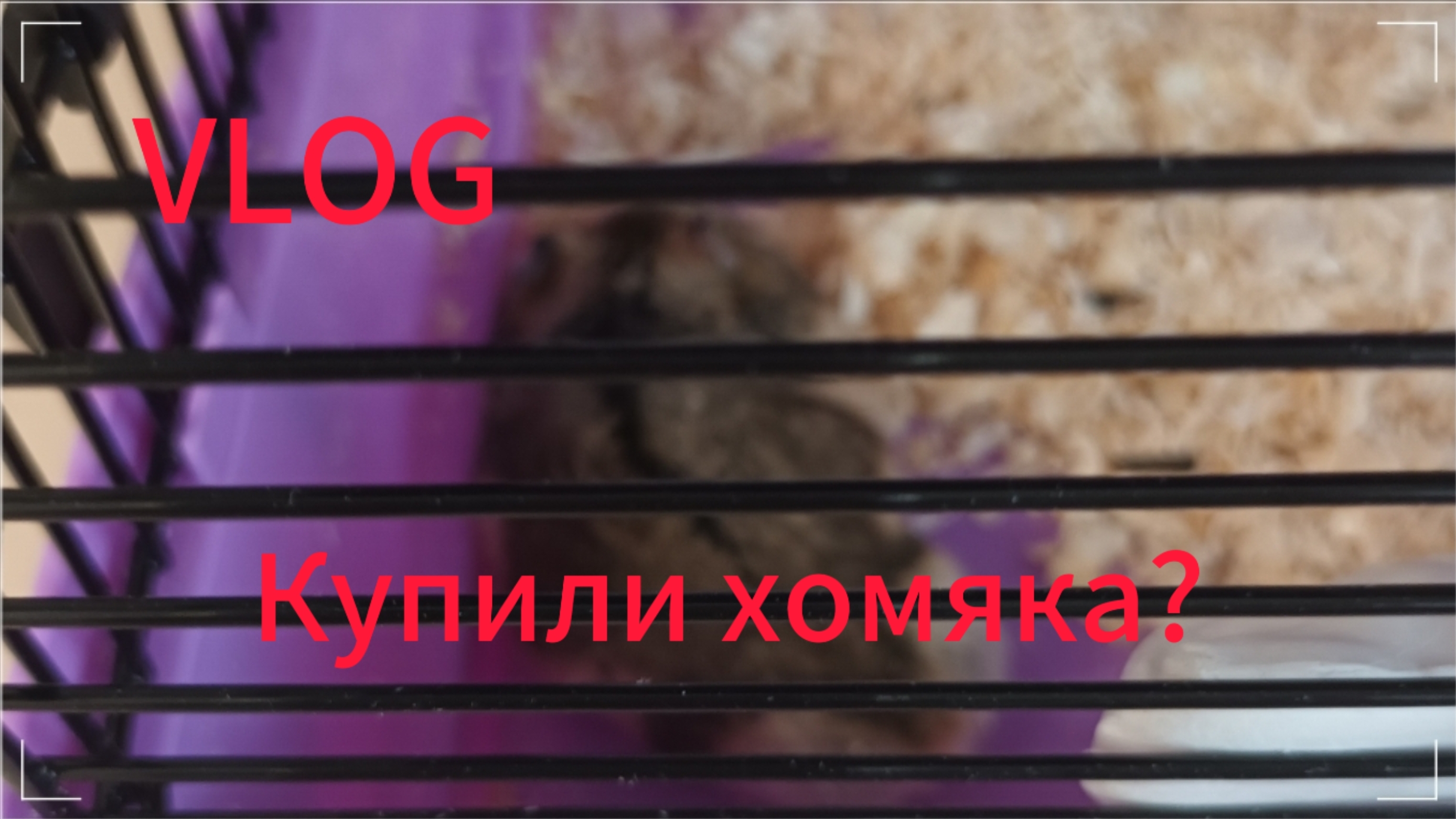 VLOG/Идём покупать хомяка 🐹