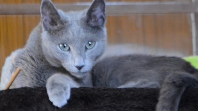 «Сидела женщина с котом»