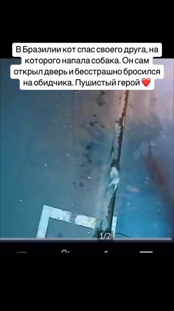 У котика замечательный друг 👍❤️🐈