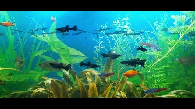 Ч 72 Аквариум  Новые жители...