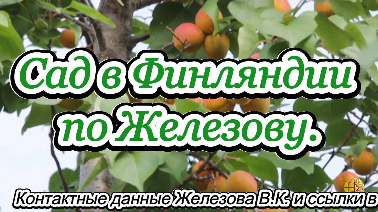 Сад в Финляндии по Железову.