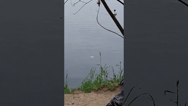 Прогулочка к пруду🥰Таисия и мама в эфире ❤️ МАЙ25