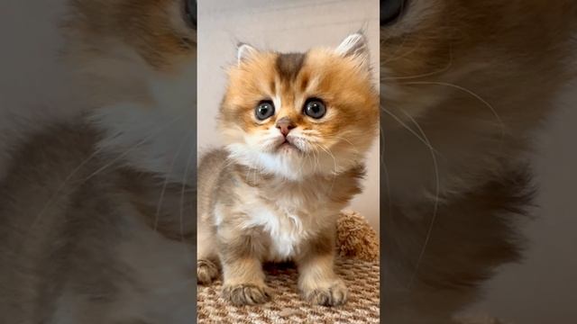 Пушистый котик 
https://t.me/Bel_Lmur