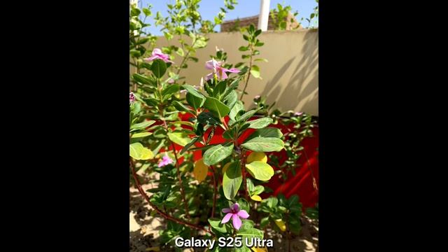 Sony Xperia 1 VII Vs Samsung Galaxy S25 Ultra - сравнение камер в реальной жизни