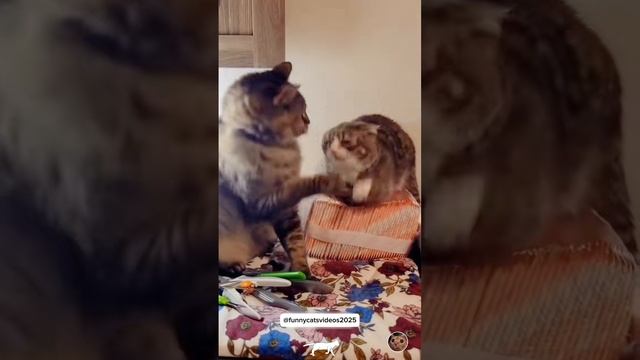 Котики