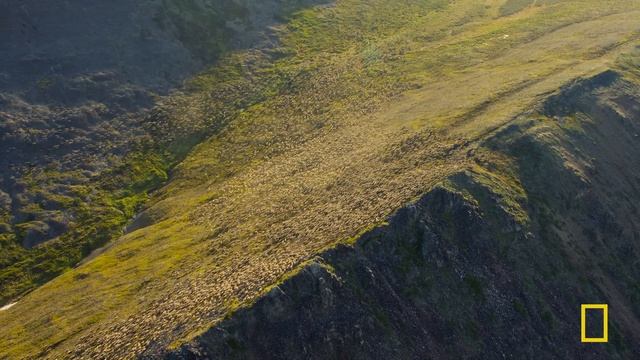 Animal Parents of the Arctic (Full Episode) | Incredible Animal Journeys | Nat Geo