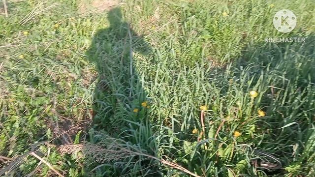 Здесь всё ещё попадается металл 🚜⚒️