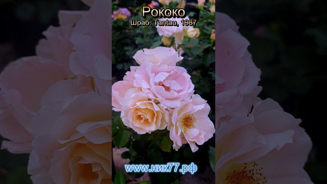 Роза Рококо - Rokoko (Tantau, 1987) Обзор сорта за 1 минуту!