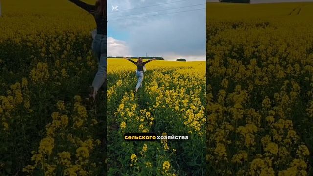 Проезжая по бескрайним дорогам Беларуси, невозможно не заметить залитые солнцем, огромные жёлтые ...