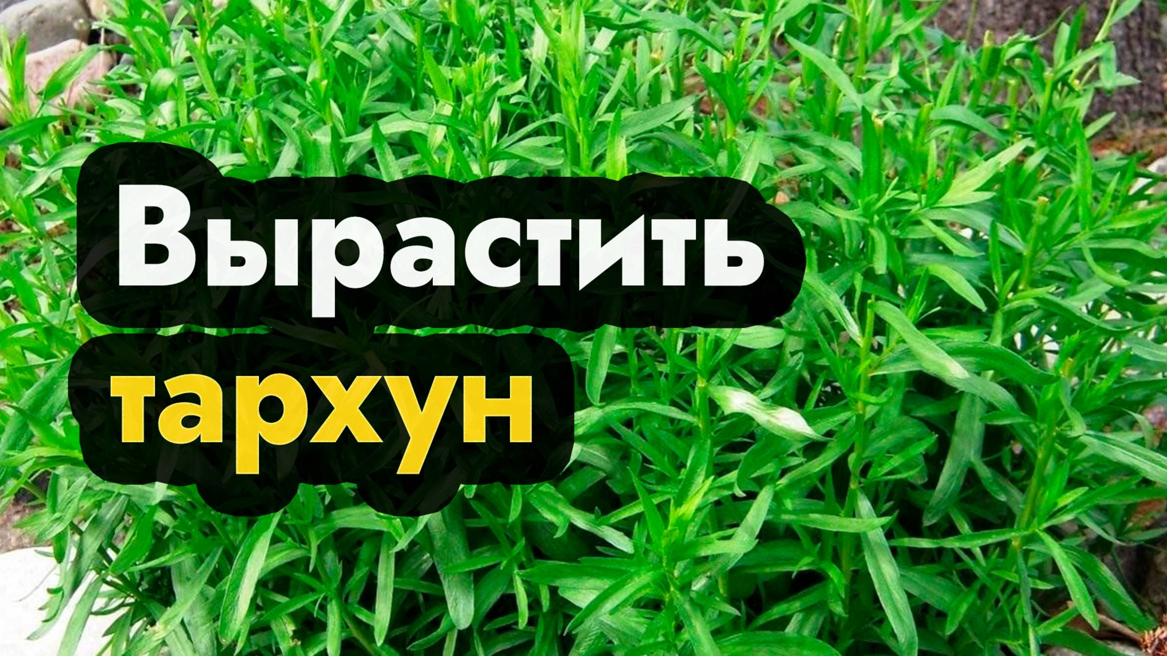 Как вырастить розмарин - выращивание розмарина в домашних условиях, уход и посадка в грунт