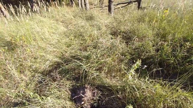 Коп возле дома, что можно найти за пару часов