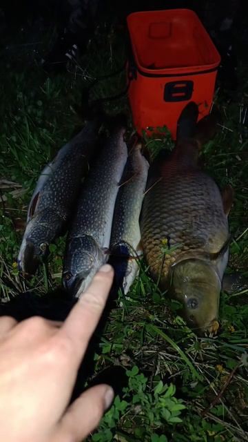 Карп на 17 кг