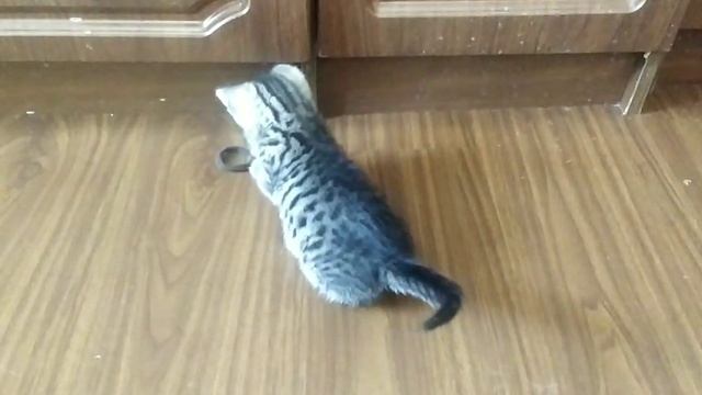 Спасенный котенок