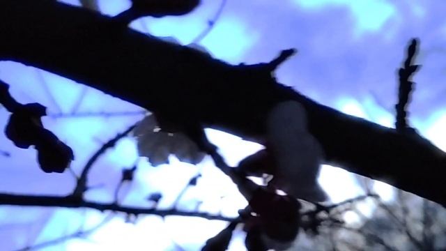 SeHEN - You my joy (SNIPPET,  2024) (Сниппет, 2024)