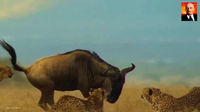 Гепард в деле. Гепард против Льва, Страуса, Гиен и стада антилоп.