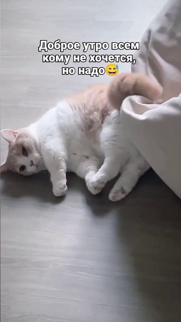 Доброе утро!