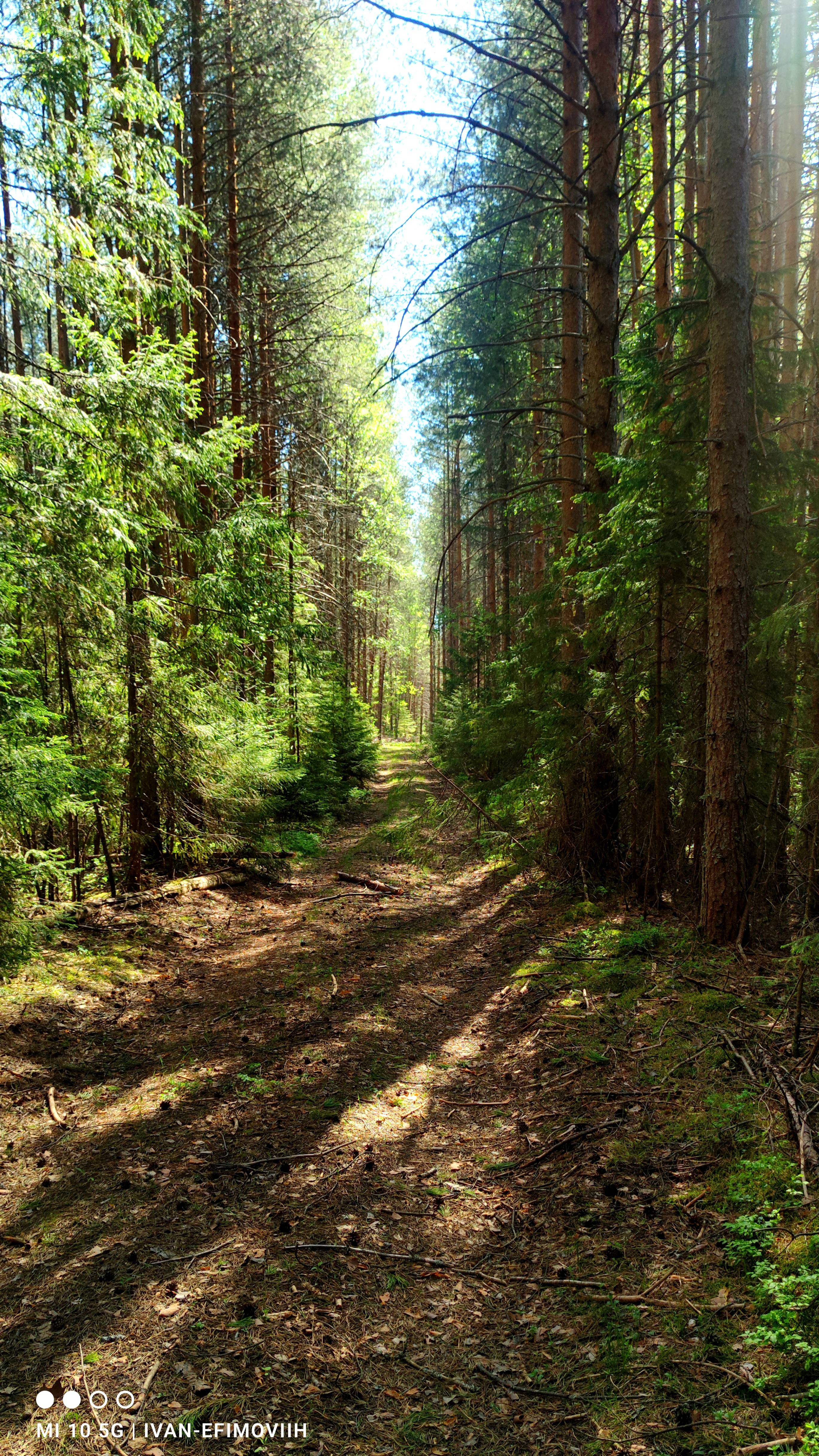 Строчёк гиганский.
