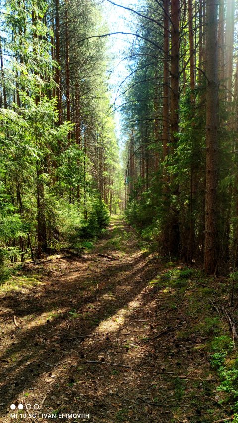 Строчёк гиганский.