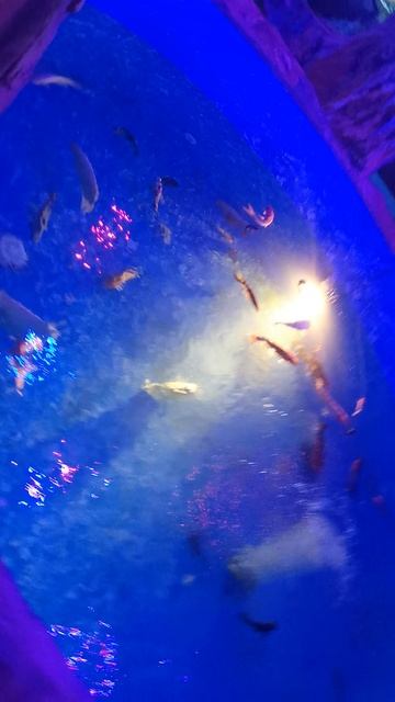 VID_20240612_112835