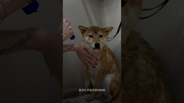 Услуга «сухой вычес»