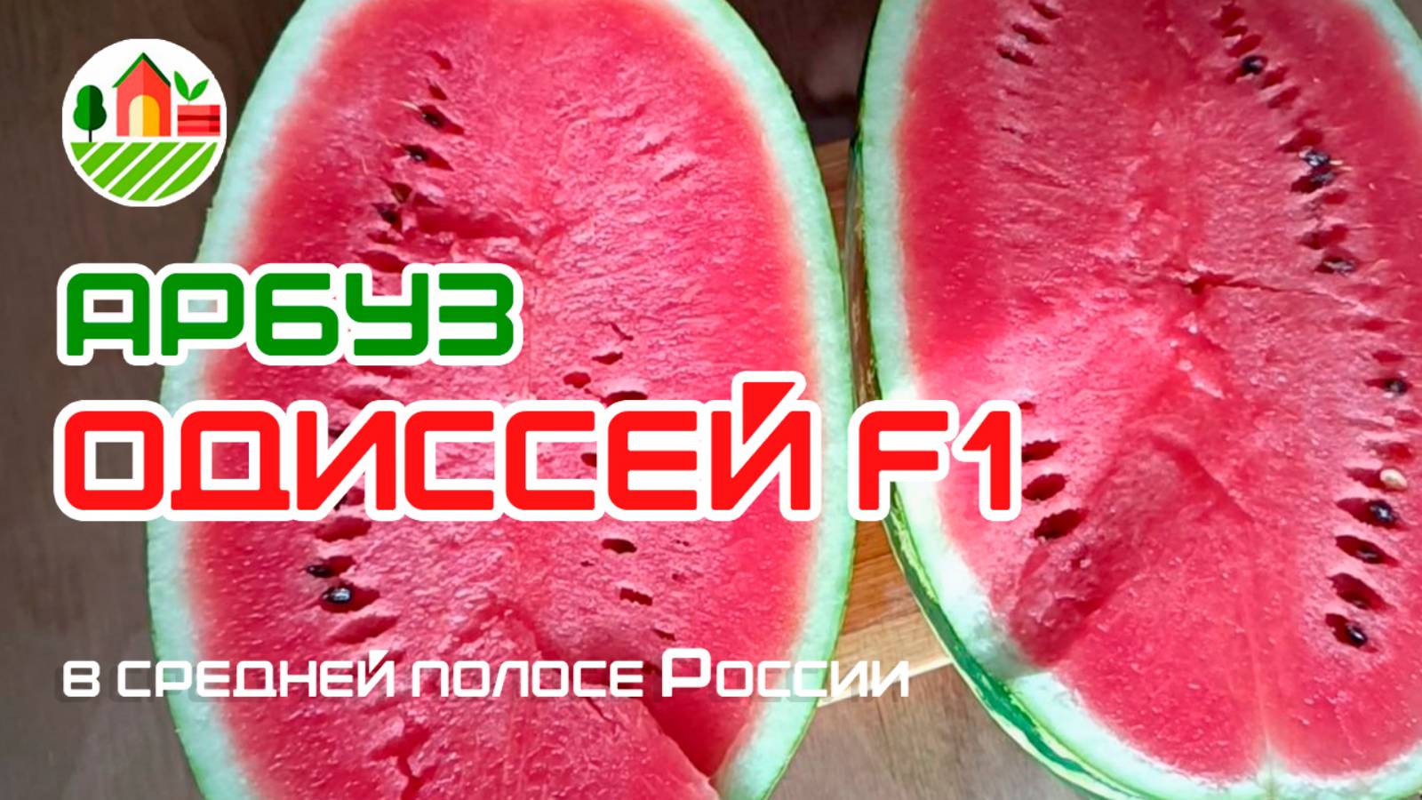 Арбуз Одиссей F1 в средней полосе России на своих корнях.