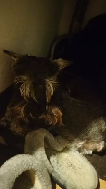 Моя собака Тера