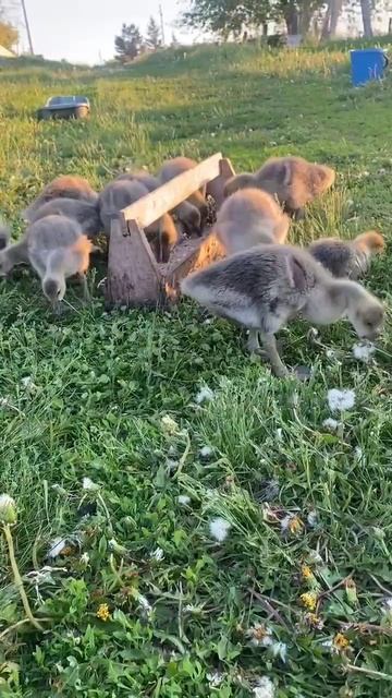 Когда понимаешь, что трава — это не просто ковер, а шведский стол 🍽️🦢"