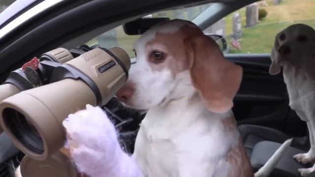 Dogs Find Out True Identity of Serbian Dancing Lady!