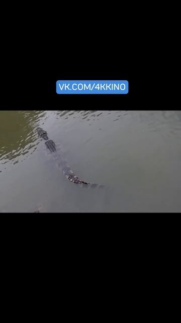 @vkino_real - названия доступны только подписчикам (подпишись и смотри лучшие фильмы и сериалы)