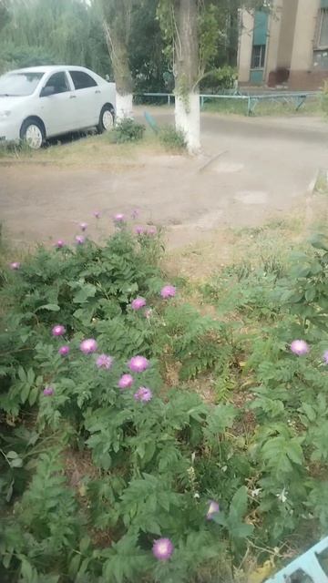 У нас уже вырастает  Вишня