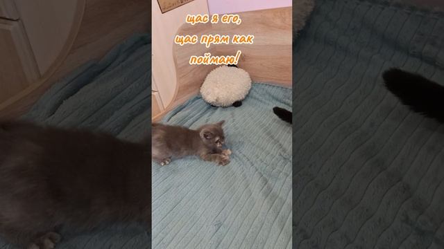 Самая лучшая кошка