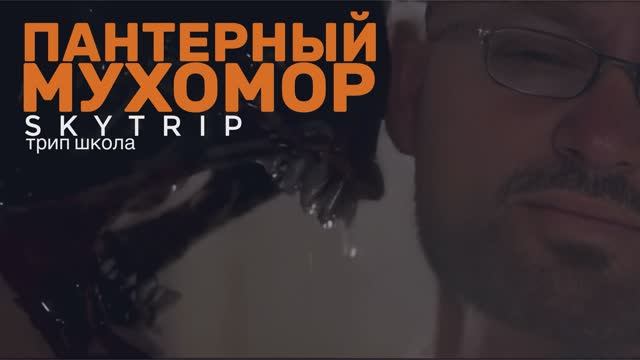 Школа Героизма Пантерный мухомор | Трип школа SkyTrip
