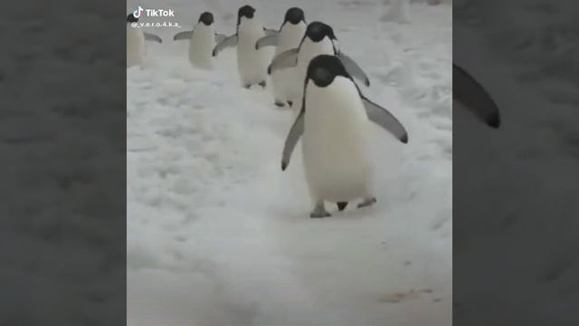 пингвины атакуют