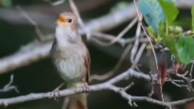 Пение СОЛОВЬЯ на наших занятиях по Цигун
