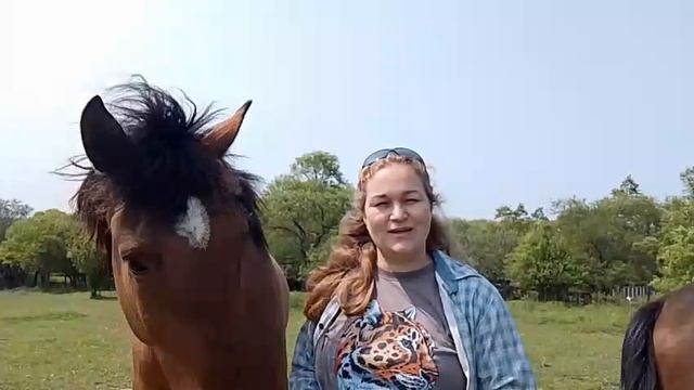 Обучение лошади. Онлайн ученик Horse family. Отзыв о нашей работе