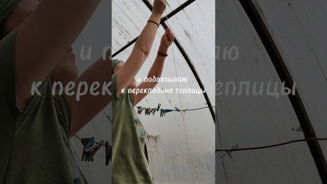 Томаты🍅 Подвязка и пасынкование