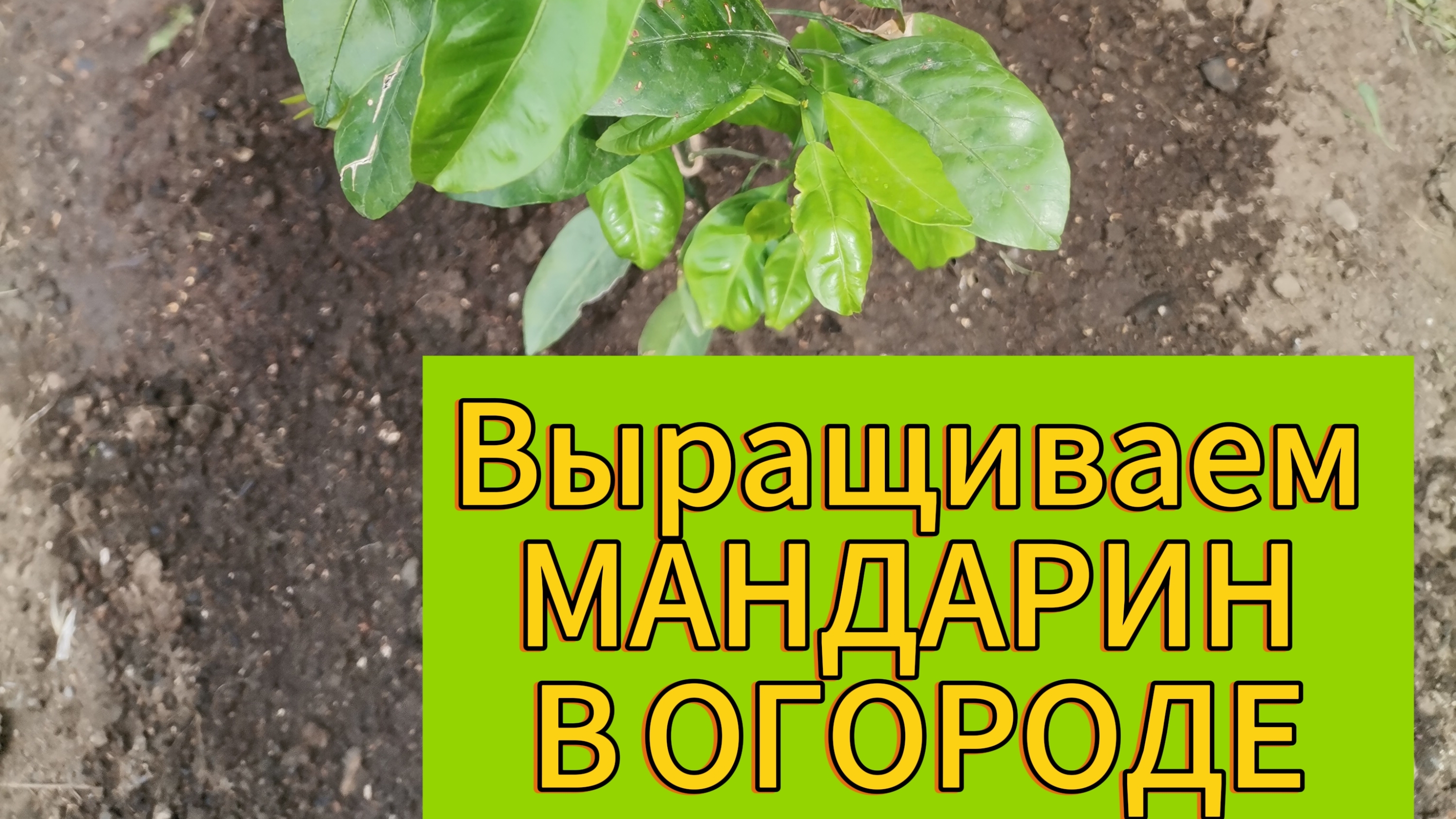 Сажаем МАНДАРИН В ОГОРОДЕ