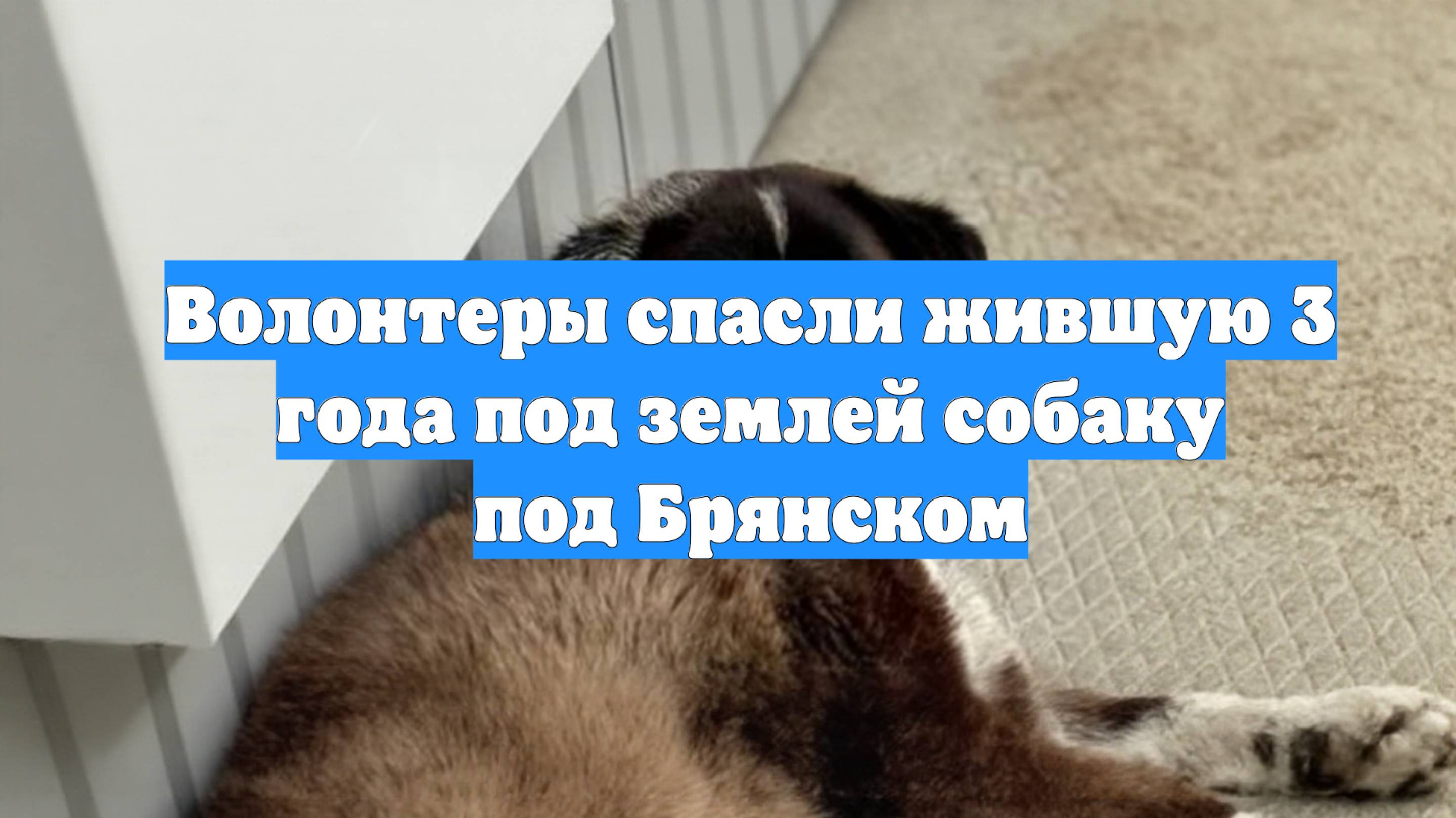Волонтеры спасли жившую 3 года под землей собаку под Брянском