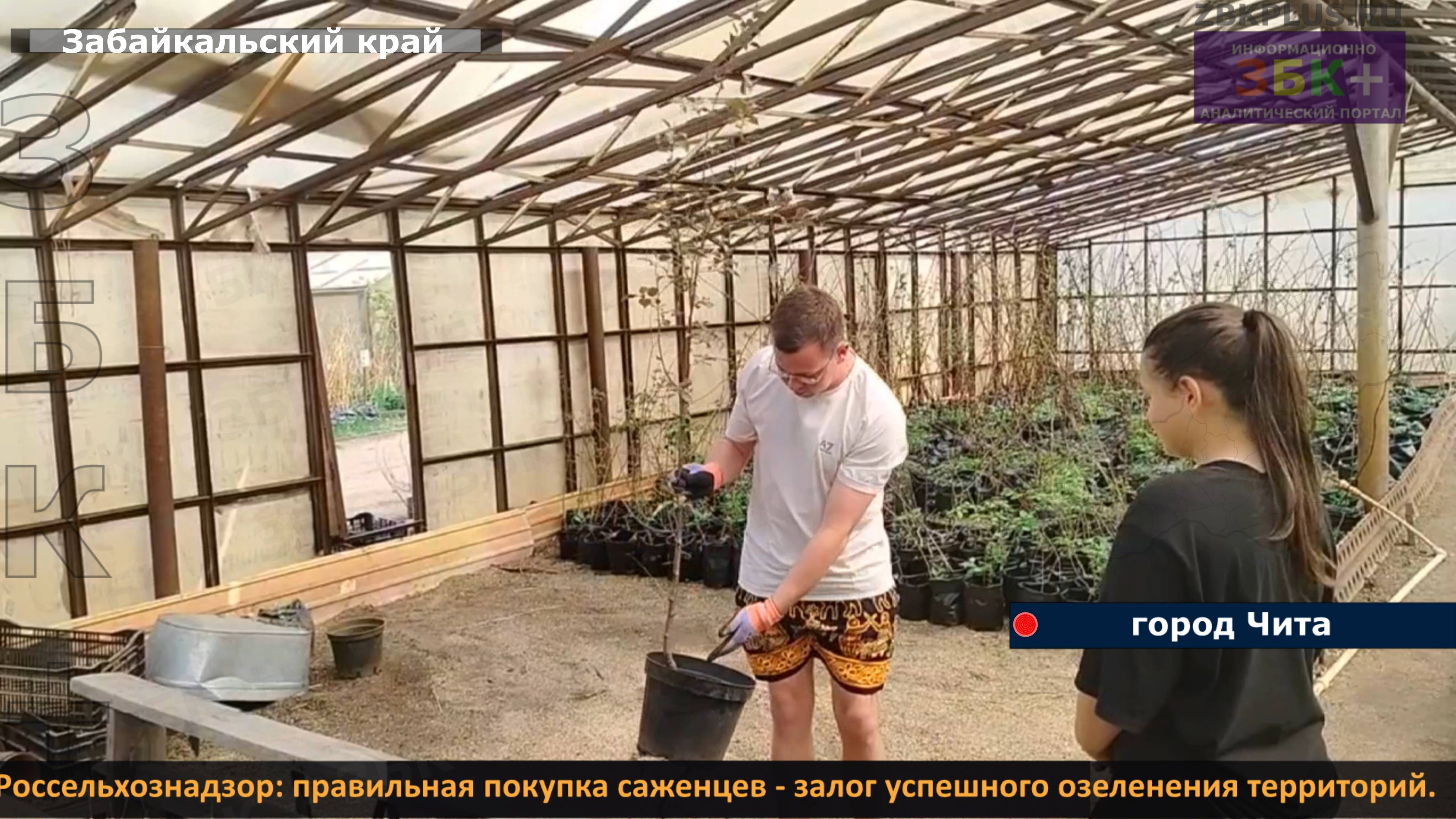 ЗБК + Россельхознадзор правильная покупка саженцев - залог успешного озеленения территорий