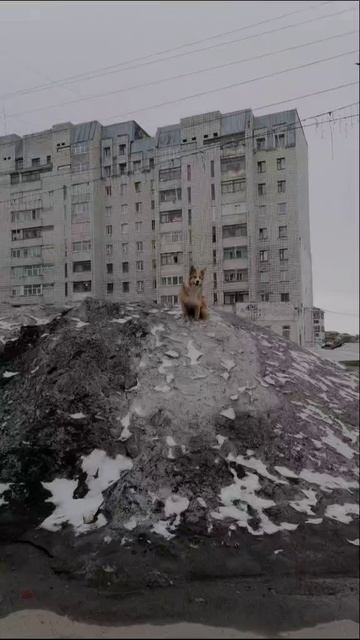 10d4fb8d-bf64-41f2-a503-46c542ad5e9b-watermark.mp4 Елена Дружиненко Воркута,уходящий май