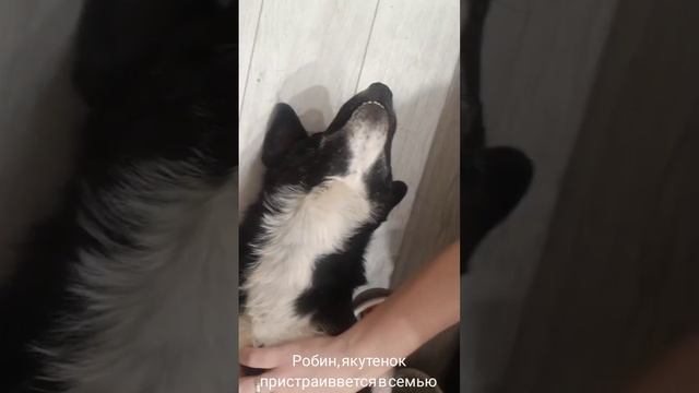 31-05-2025 Робин якутенок
