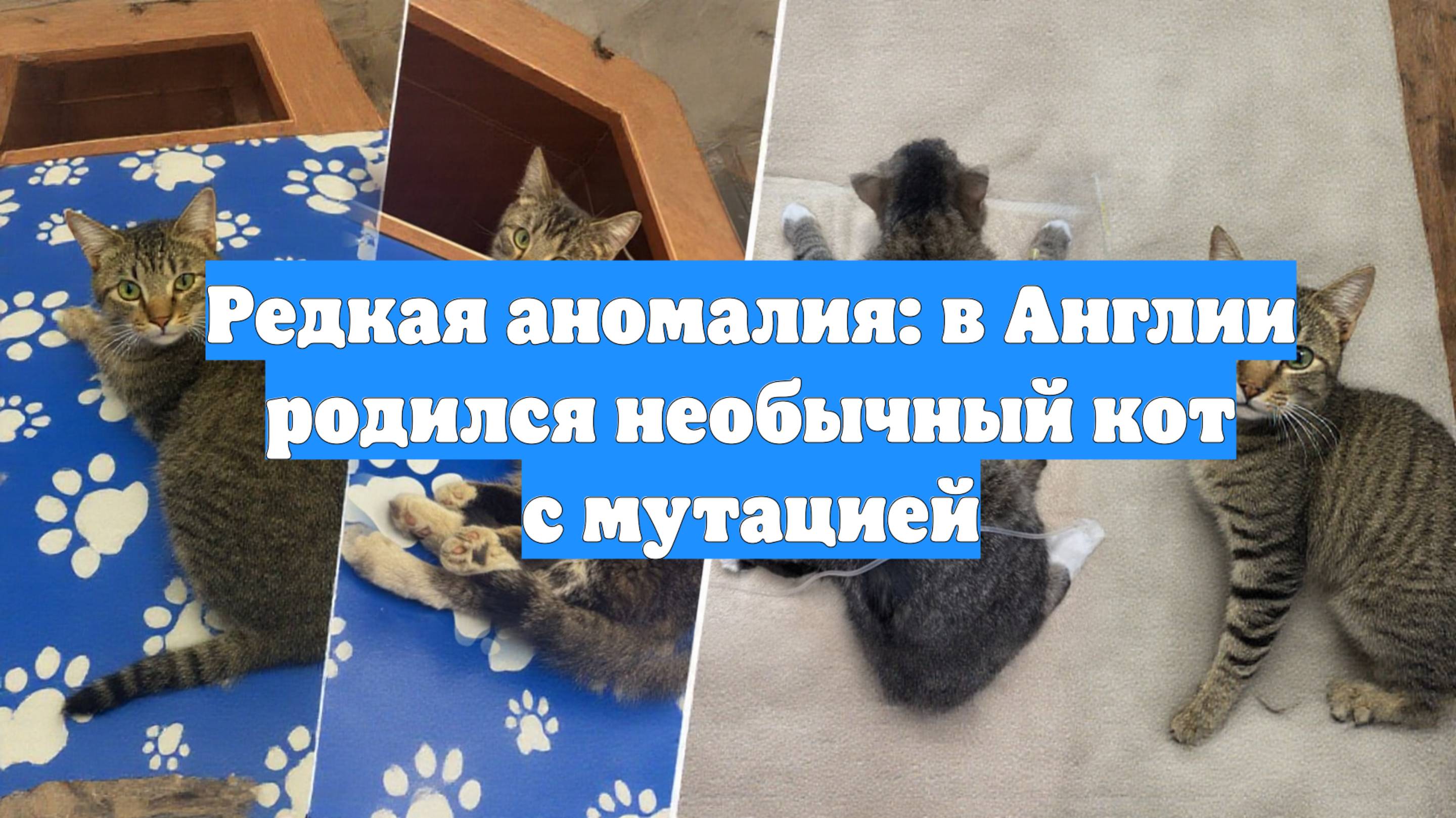 Редкая аномалия: в Англии родился необычный кот с мутацией