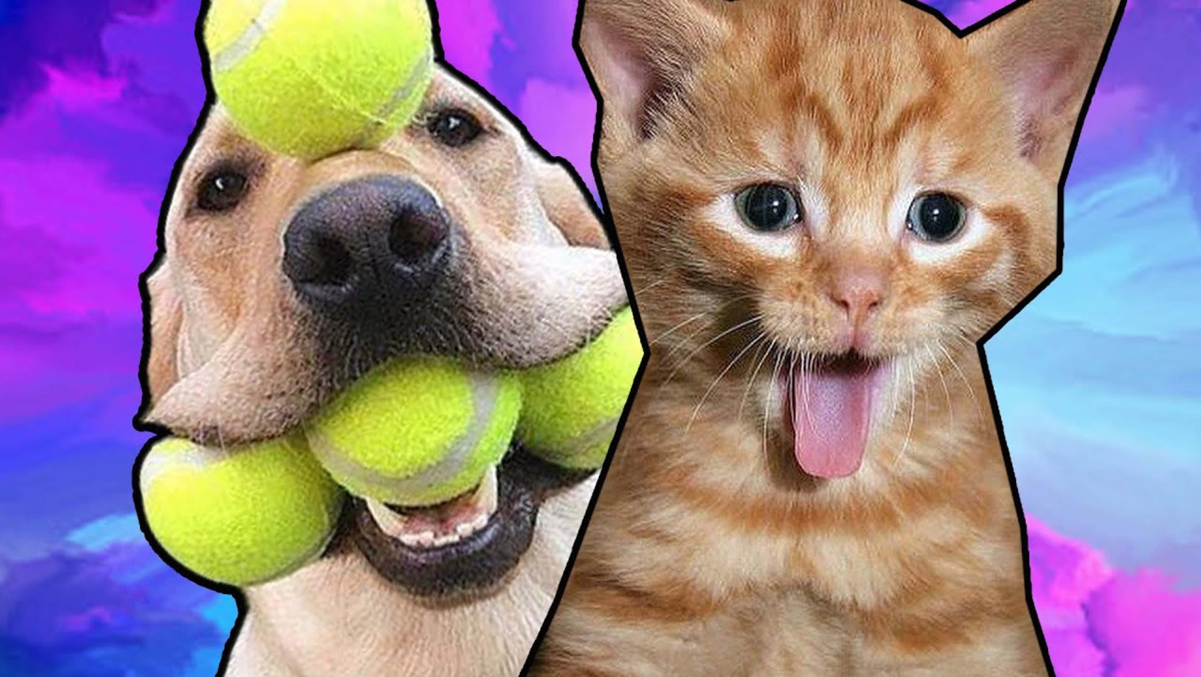 🍿 Приколы с котами! - С ОЗВУЧКОЙ! Самые смешные животные! Смешные коты! Засмеялся подписался!