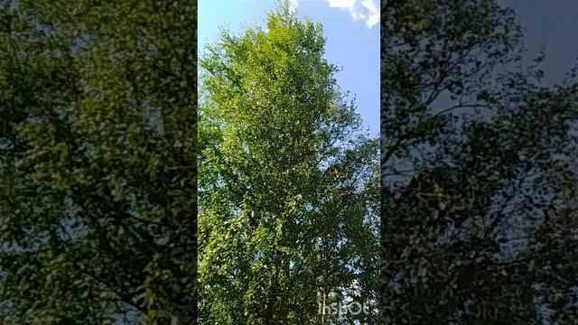 InShot_20250530_223105056.mp4