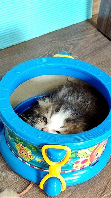 Пора спать. #котенок