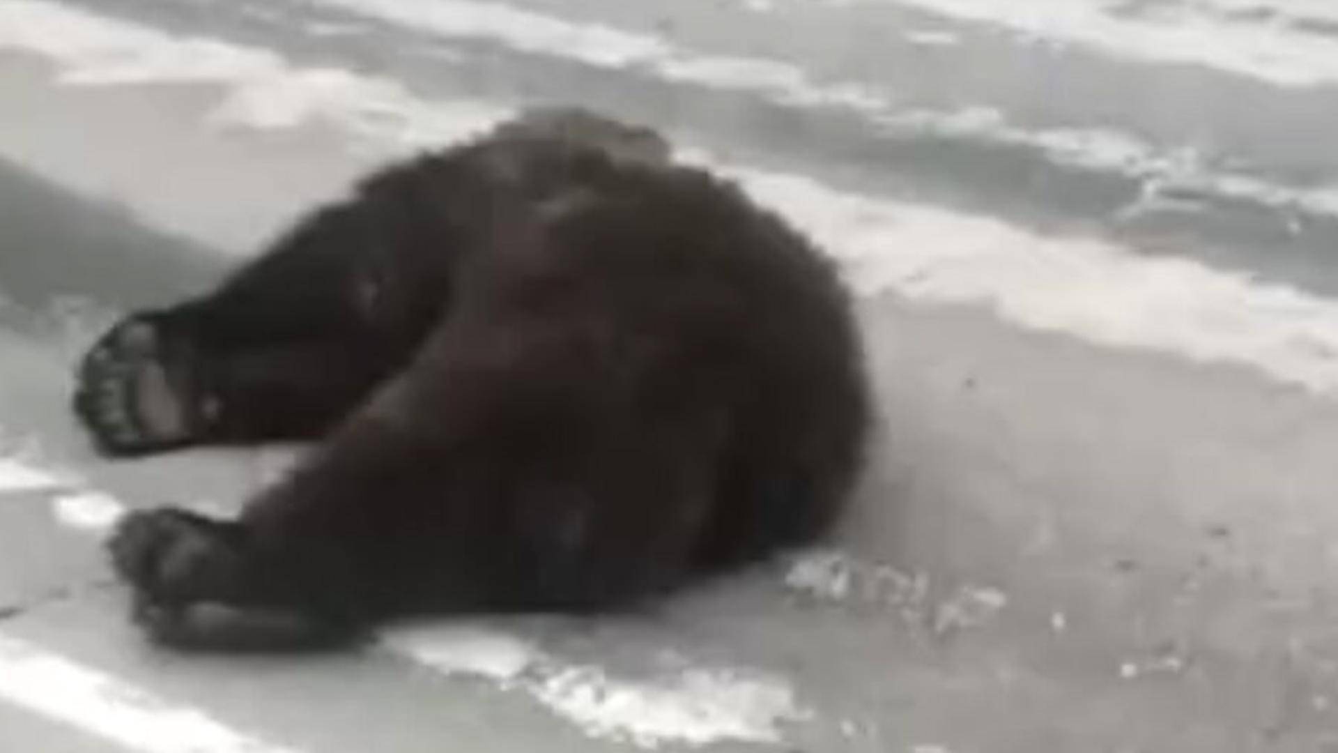 Медведь в луже крови ожил на трассе в Якутии и погнался за водителем