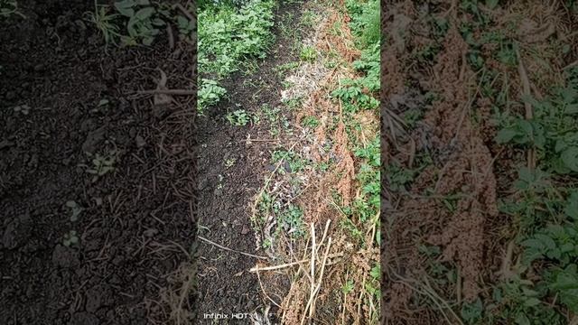 Как сотворяю огород!
