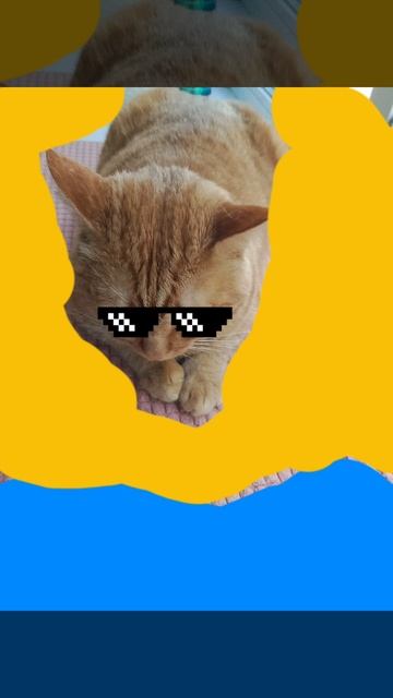 рыжий кот улетает на море!!!