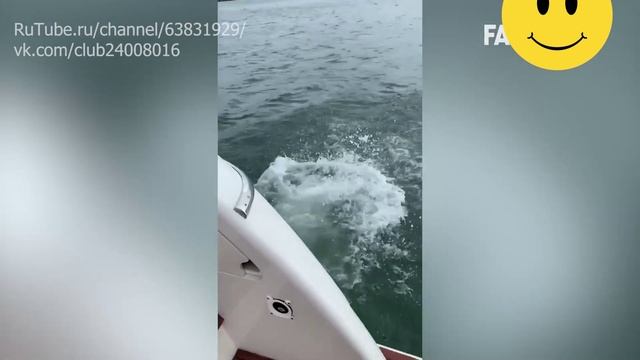 Предварительный просмотр GTA 6 - Самый смешной провал во Флориде за всю историю